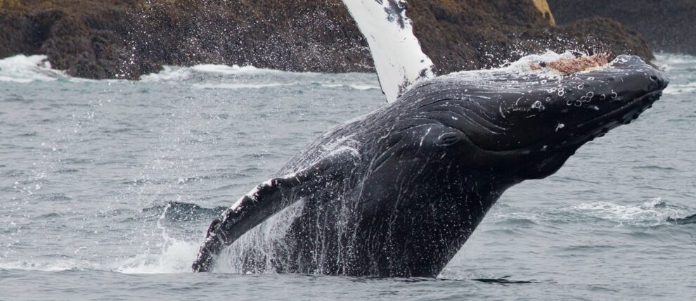 Whale breaches near a passing day cruise ship in the Kenai Fjords National Park.