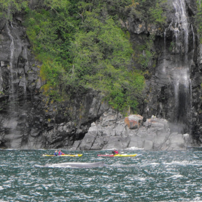 Whales and kayakers in Resurrection Bay near Seward.
