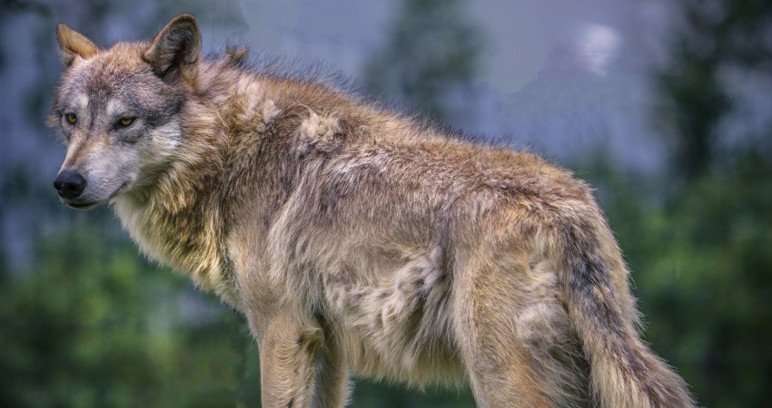 Wolf at the Wildlife Conservation Center in Portage Alaska.