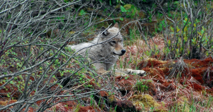 A young wolf in Denali.