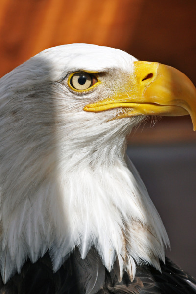 Close shot of a bald eagle.