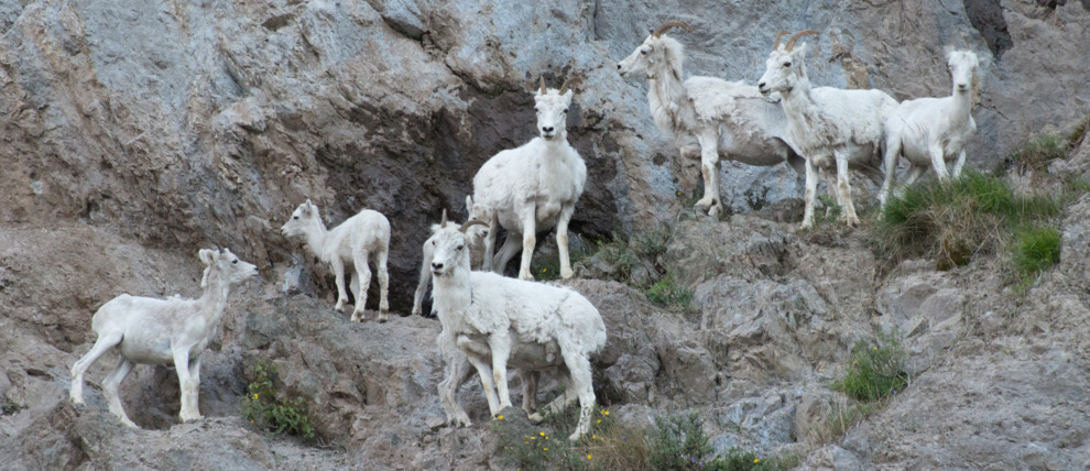 Dall sheep family up on the cliffs.