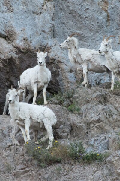 Embark on a fully narrated roundtrip bus tour into Denali National Park.