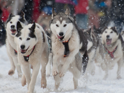 Try your hand at mushing a team of sled dogs on this full-day winter excursion out of Talkeetna. Try your hand at mushing a team of sled dogs on this full-day winter excursion out of Talkeetna.
