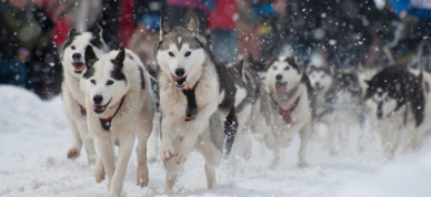 Sled dogs running at Fur Rondy.