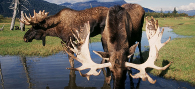 Two moose in the Alaska Wildlife Conservation Center.