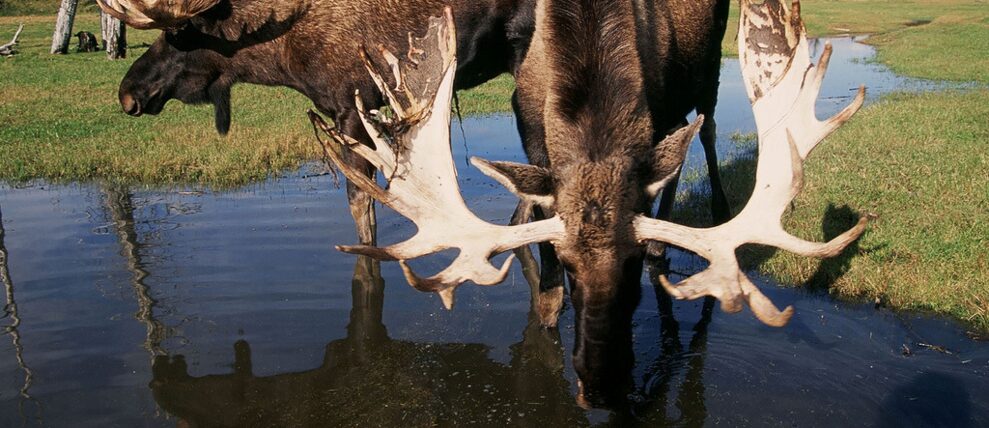 Two moose in the Alaska Wildlife Conservation Center. Two moose in the Alaska Wildlife Conservation Center.
