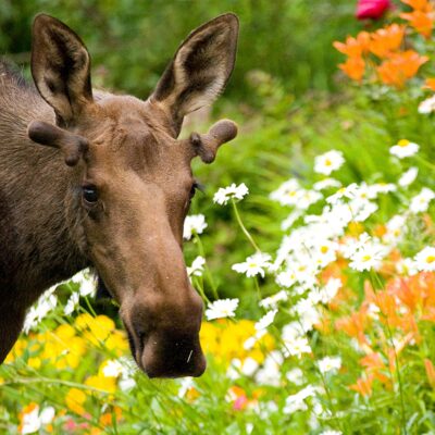Young moose among the flowers.