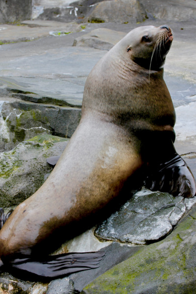 Alaska SeaLife Center Seward | AlaskaTravel.com