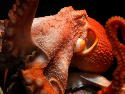 Octopus on display at Alaska SeaLife Center.
