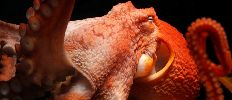 Octopus on display at Alaska SeaLife Center. Octopus on display at Alaska SeaLife Center.