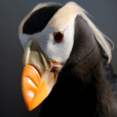 Puffin found in Sea Bird Exhibit in Seward. 