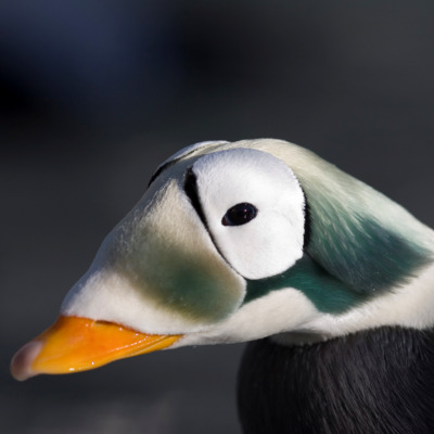 Sea bird at Alaska SeaLife Center.