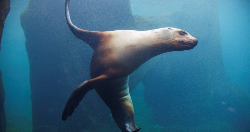 Stellar sea lion at the Alaska SeaLife Center.