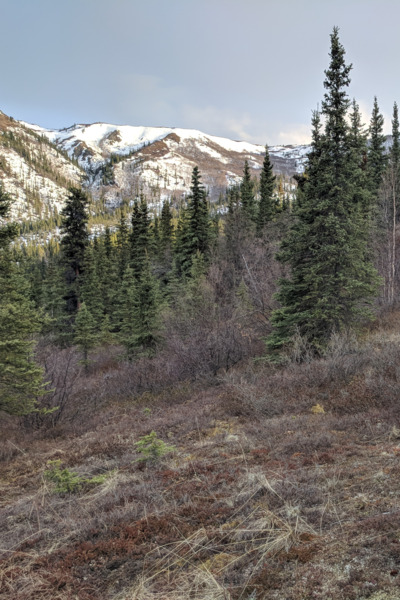 Scenery found on Denali Backcountry Guides Walking Tour.