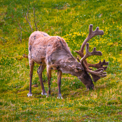 Take a guided bus tour into the heart of Denali National Park. Take a guided bus tour into the heart of Denali National Park.