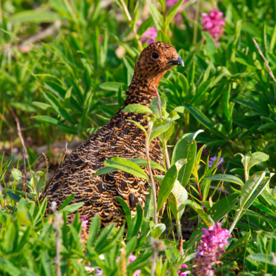 Alaskan Ptarmigan found in Denali National Park.