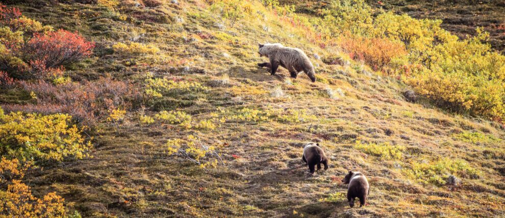 Three brown bears spotted along Park Road.