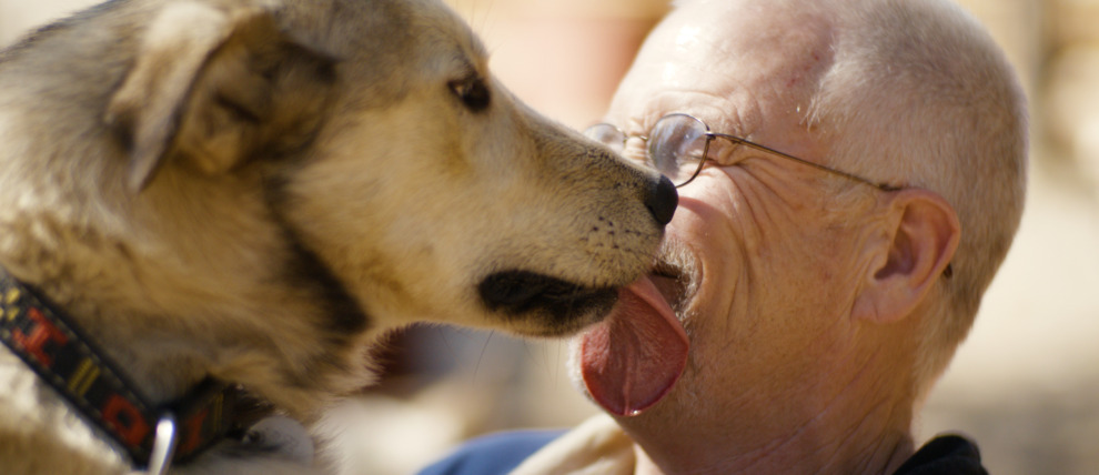 Warm welcomes from a sled dog. Warm welcomes from a sled dog.