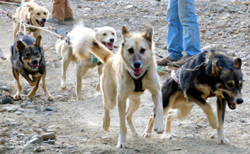 Dog sled team in action.