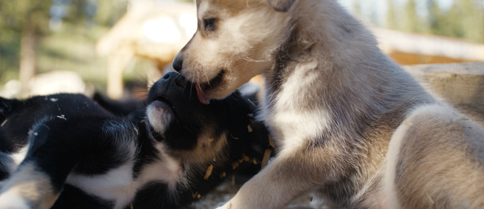 Play with sled dog puppies on the Husky Homestead tour. Play with sled dog puppies on the Husky Homestead tour.