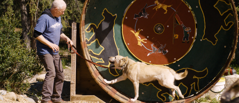 Jeff King with sled dog on training wheel.