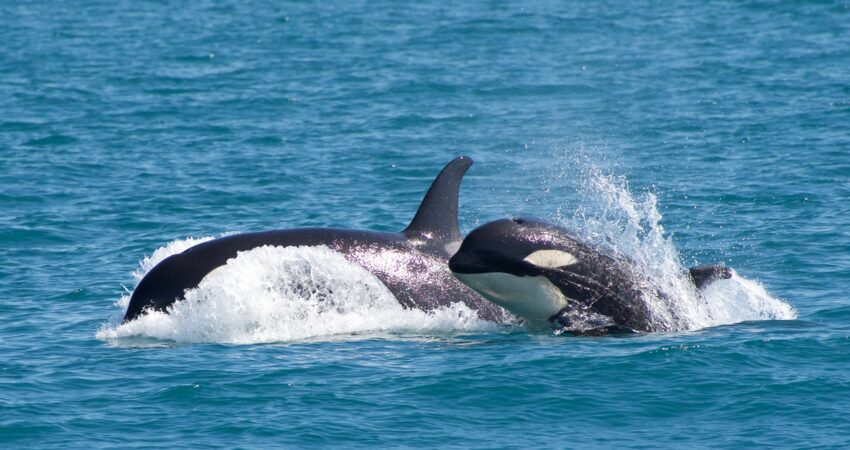 Orcas in action in Kenai Fjords National Park.