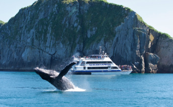 Humpback whale breeches within Resurrection Bay.