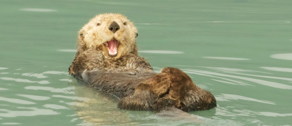 Sea otter playfully resting in water. Sea otter playfully resting in water.