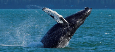 Humpback whale breaching near Valdez.