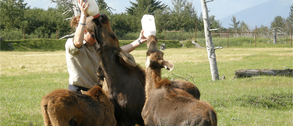 Moose feeding in progress at Wildlife Conservation Center. Moose feeding in progress at Wildlife Conservation Center.
