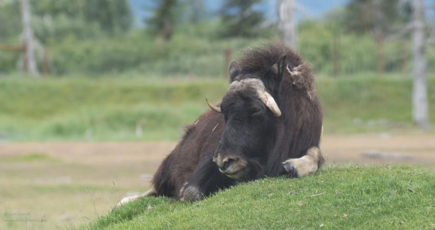 Musk ox are known for their underfur known as qiviut.