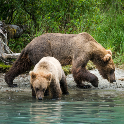 Bear Viewing Flight Lake Clark National Park from Anchorage ...