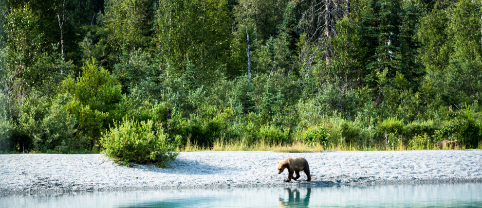 Brown bear with stunning Lake Clark scenery.
