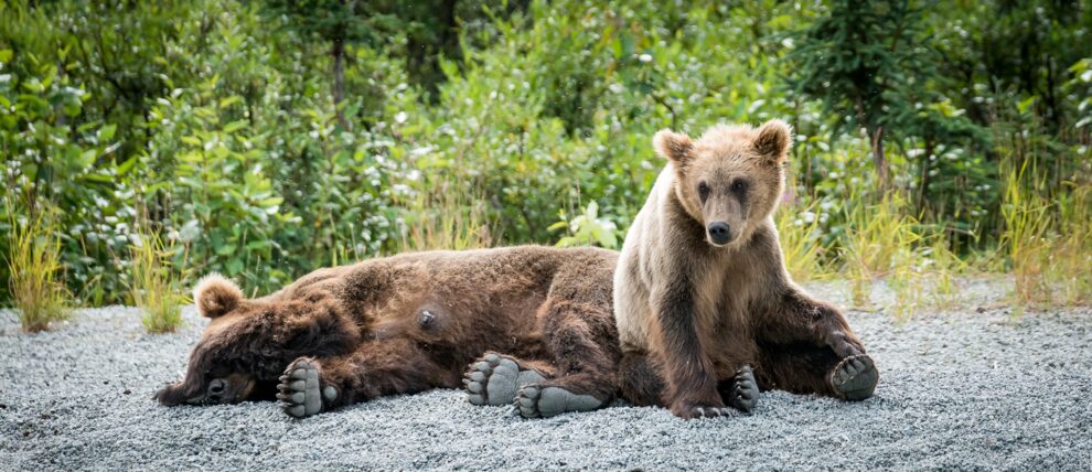 Two brown bears lounging next to Lake Clark.