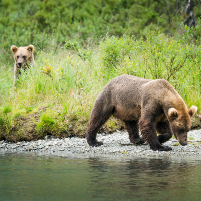 Enjoy spectacular views of brown bears from the lake. Enjoy spectacular views of brown bears from the lake.