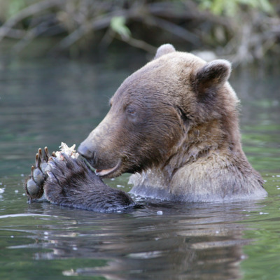 Brown bear feeding on salmon. Brown bear feeding on salmon.