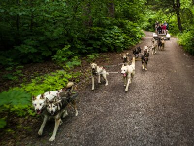 Take a dog sled ride through the woods. Take a dog sled ride through the woods.