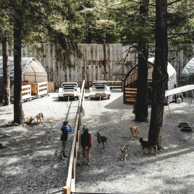 Visit Seavey's dog homestead. Visit Seavey's dog homestead.