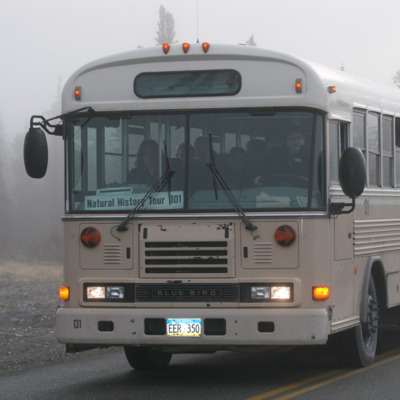 Take the Natural History Tour into Denali National Park. Take the Natural History Tour into Denali National Park.