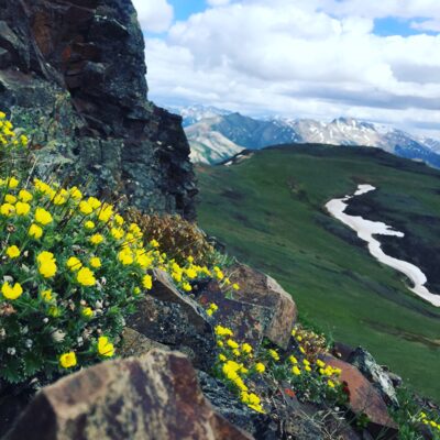 Cliffside wildflowers in Denali National Park.