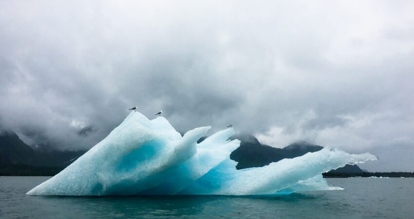 Seagulls tagging along on Bear Glacier icebergs.