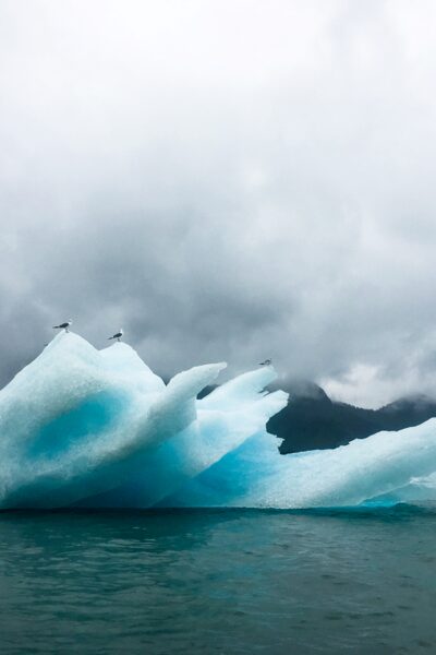 Seagulls tagging along on Bear Glacier icebergs. Seagulls tagging along on Bear Glacier icebergs.