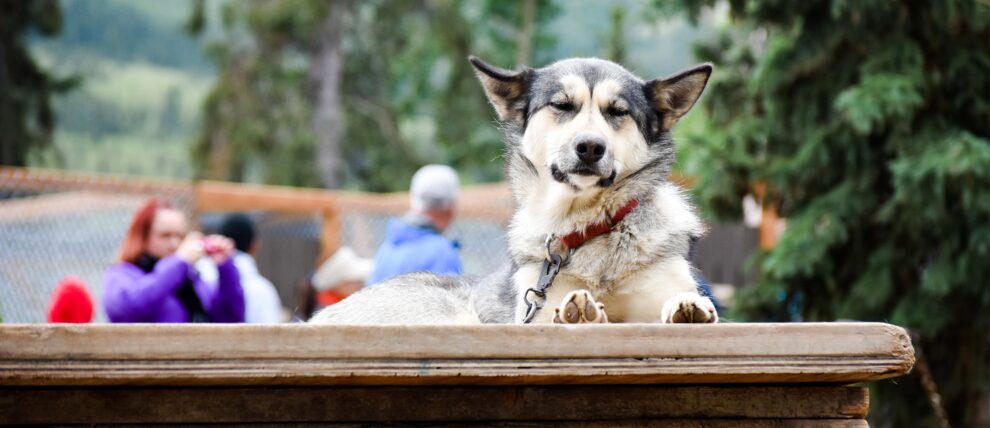 Vista the Denali sled dog snoozes on his house.