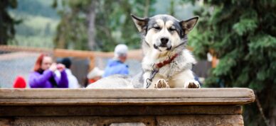 Vista the Denali sled dog snoozes on his house.