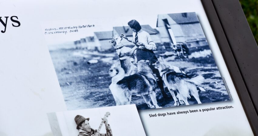 Denali sled dogs circa 1936.