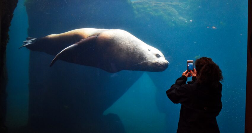 Sea lion glides through its habitat in Seward.