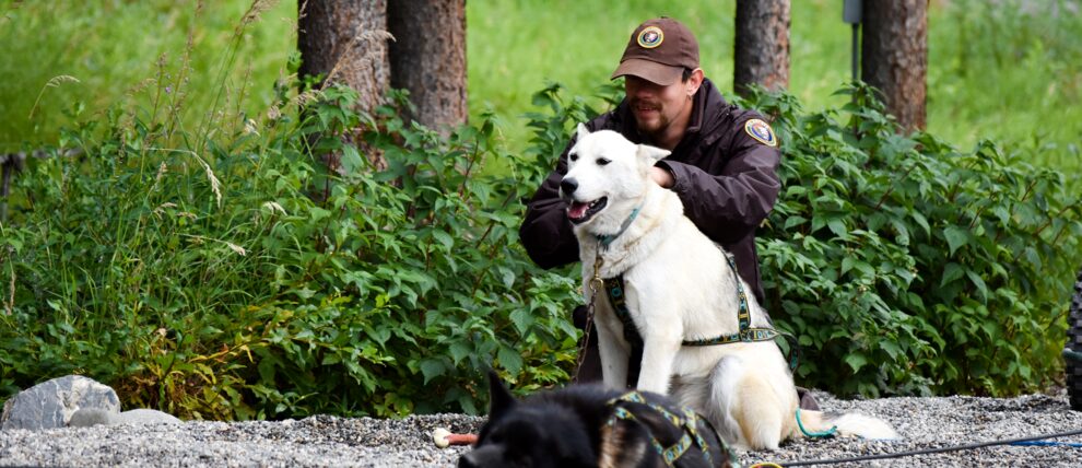 Pup waiting patiently during Denali sled dog demo.
