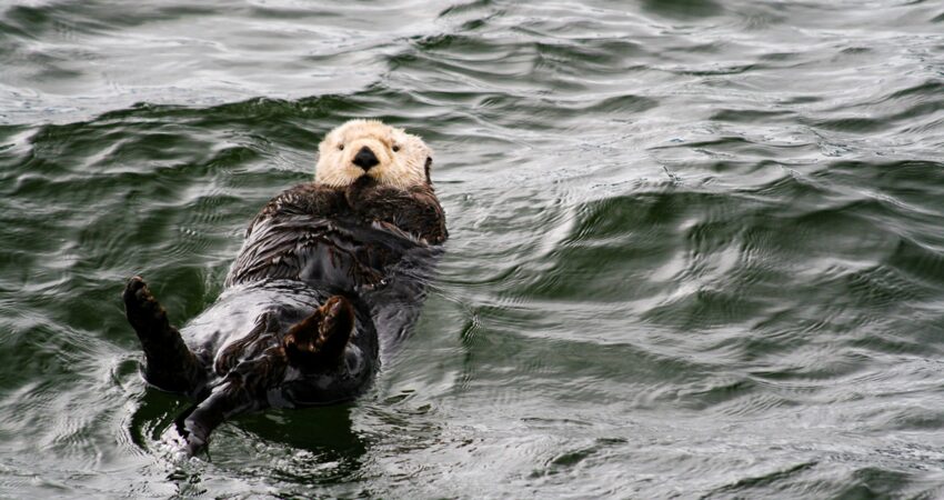 A sea otter demonstrates the perfect back float.