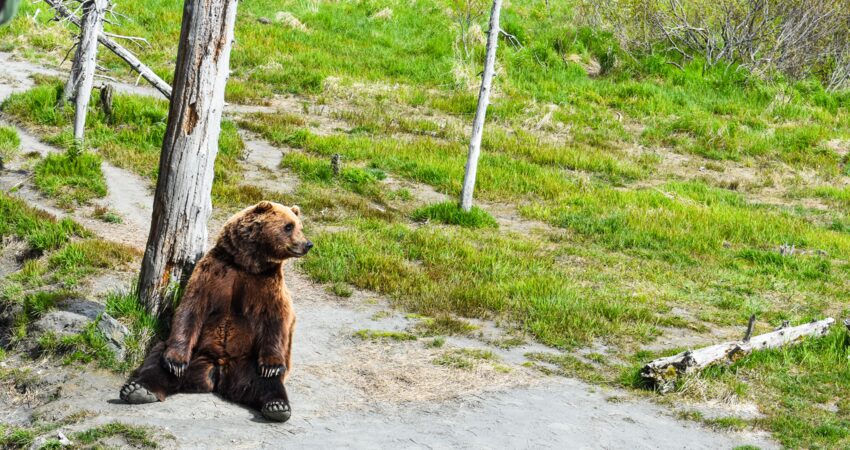 Brown bear taking in the sites.